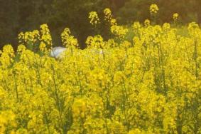 2022江津黄庄油菜花节门票多少钱时间及游玩攻略