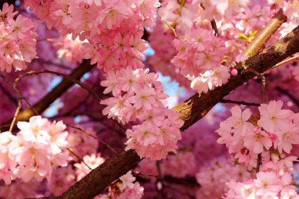 绍兴赏花往那里 绍兴樱花那里皆雅