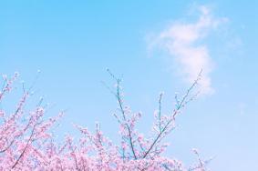 2022东莞赏樱花的地方有哪些?东莞看樱花好景点推荐