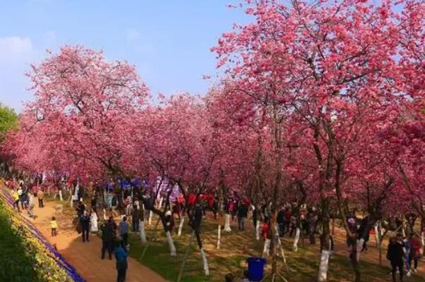 2022昆明圆通山樱花节的时间及攻略