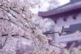 2022武漢大學看櫻花怎么去 武漢大學看櫻花攻略