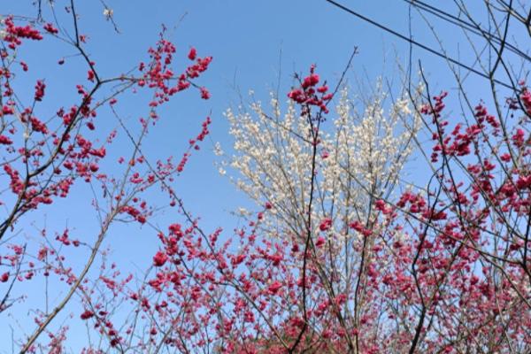 2022重庆江津好樱花海开了吗 附最好没有雅赏期 