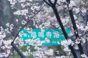 2022南京三月赏花