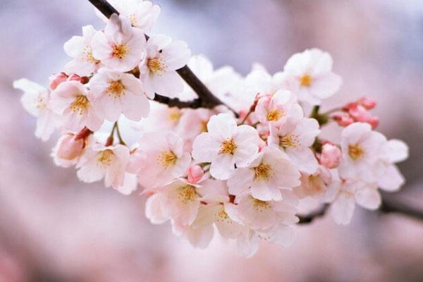 2022福州哪里有樱花 附最佳观赏时间