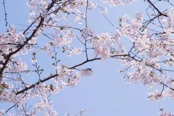 2022武汉赏樱花的地方有哪些