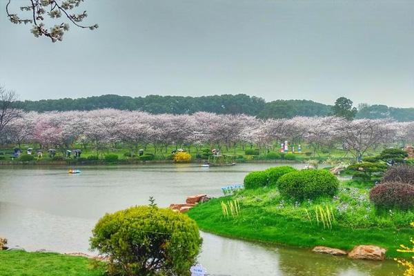 2022武汉东湖樱花园门票多少钱 附购票方式及游玩攻略