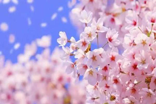 西安大明宫国家遗址公园樱花开了吗2022 最佳观赏时间及出行指南