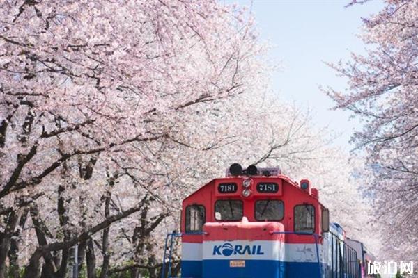 韩国镇海樱花观赏地点推荐 镇海樱花庆典主要活动