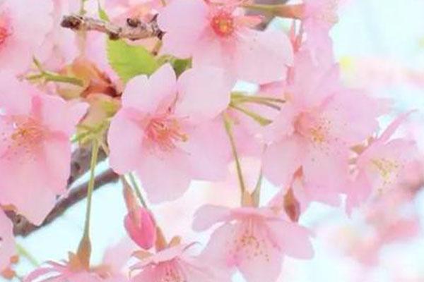 台州神仙居樱花开了吗2022 附最佳观赏地点及时间