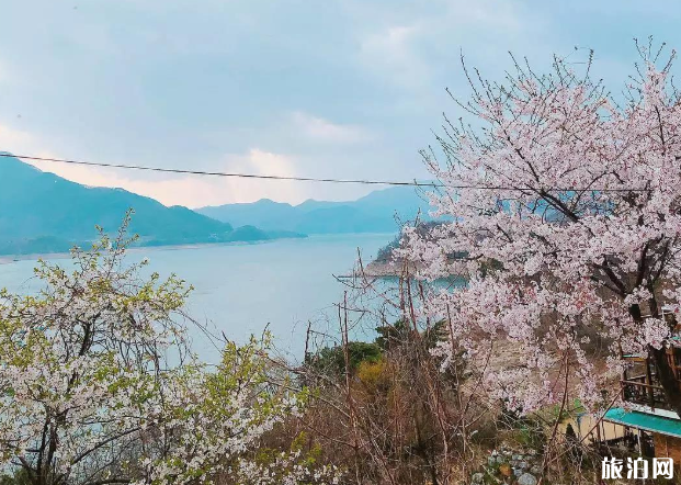 韩国看樱花的地方有哪些