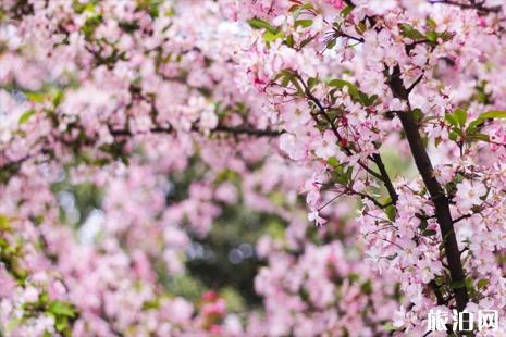 贵阳平坝樱花什么时候开
2022贵阳踏青赏花地点和交通推荐