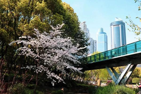 2022上海徐汇区赏花的地方推荐
附各种花花开时间