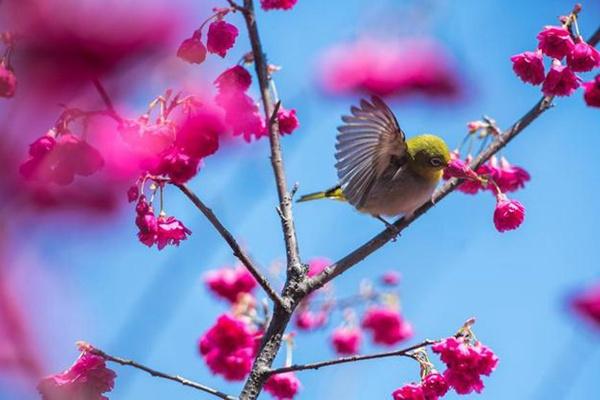 罗源樱花园在哪里?附2022樱花开花时间