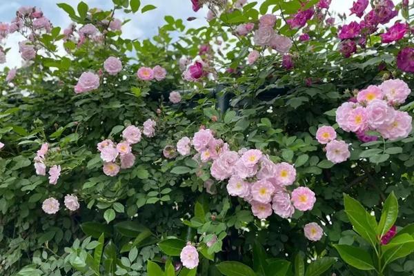 2022上海徐汇区赏花的地方推荐 附各种花花开时间