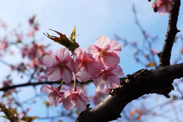 寧波中興櫻花公園櫻花什么時候開2022 附具體地址和門票價格介紹