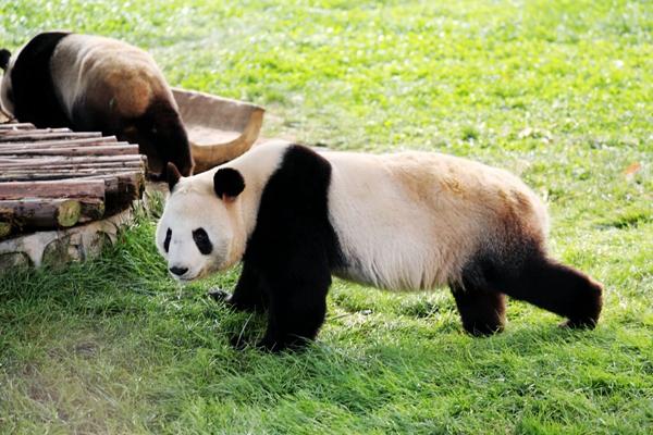 2024西安秦嶺野生動物園門票及優惠政策