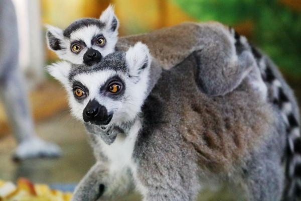 2024西安秦嶺野生動物園門票及優惠政策