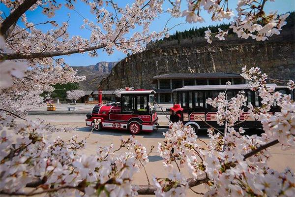 2022齐山樱花节是甚么时候及最好没有雅赏天面