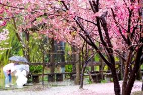 2022上海樱花节什么时候开始?(附交通指南)