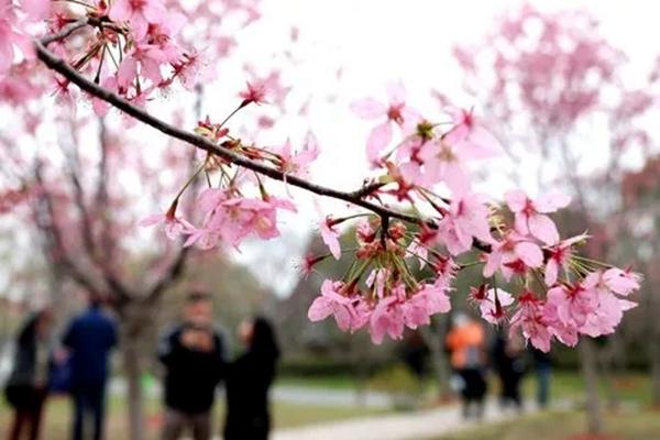 2022上海樱花节什么时候开始?(附交通指南)