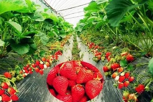 2022天津去哪里摘草莓 天津草莓采摘攻略