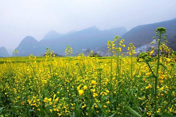 贵州油菜花观赏地推荐 这15个地方看油菜花最好