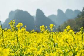 2022广东油菜花旅游景点在哪里