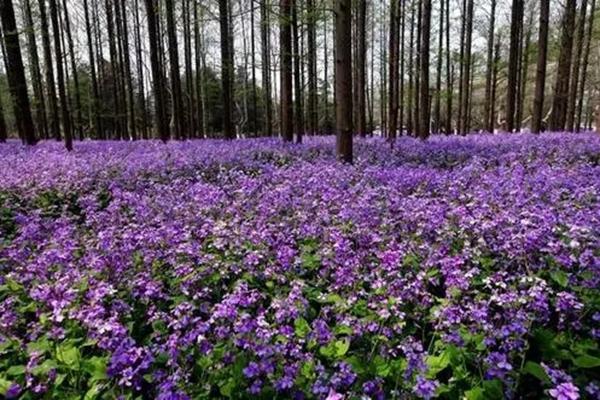 2022岳陽春季去哪里賞花 岳陽賞花好去處推薦