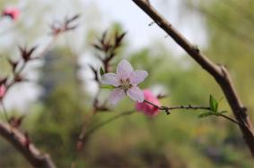 濟南大明湖春天的花有哪些