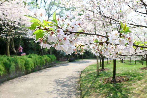 2022重庆南山植物园樱花几月开