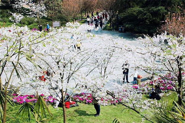 2022重庆南山植物园樱花几月开