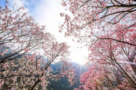 2022成都植物园樱花开了吗