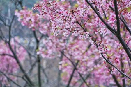 2022成都植物园樱花开了吗