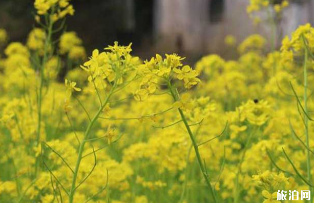 河南油菜花著名景点 河南油菜花几月开