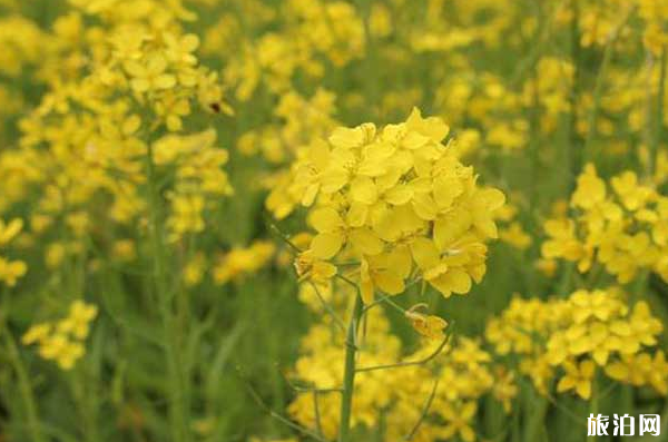 河南油菜花著名景点 河南油菜花几月开