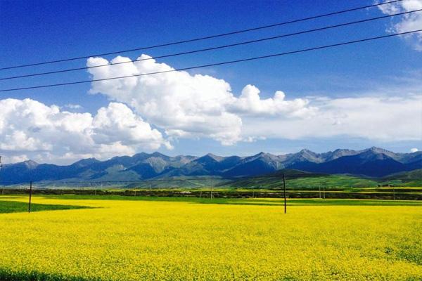 门源油菜花海在哪里2022
门源油菜花海的最佳观赏季节