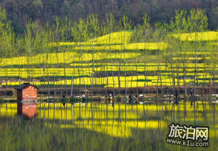 2022汉中油菜花什么时候开(附赏花攻略)