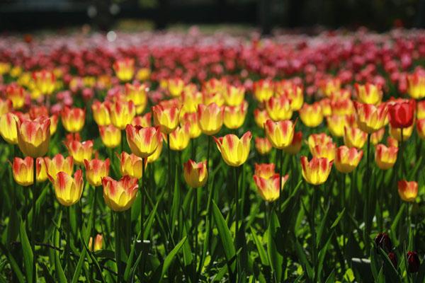 2022武汉植物园春季百花节开放时间 附赏花指南