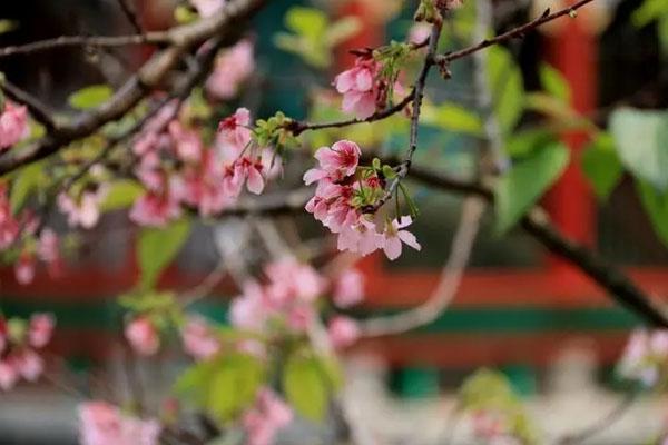 2022年3月广州赏花的好地方