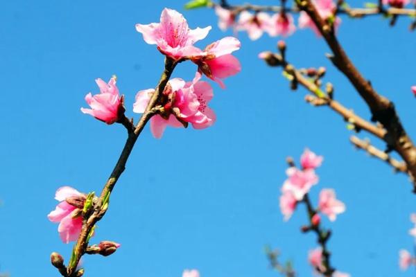 2022广州赏花景点推荐 油菜花、樱花、薰衣草都给大家盘出来了