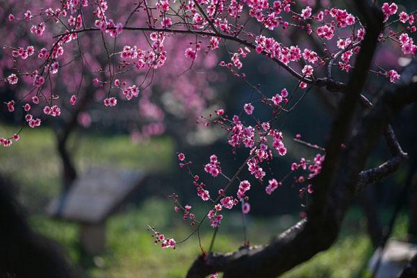 武汉适合春季赏花景区 赏花时间一览