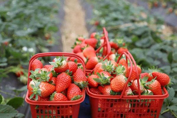 2022武汉草莓采摘园排行 武汉摘草莓哪里最好