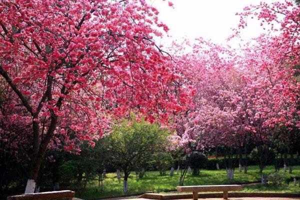 2022成都周边看樱花最美的地方 七大樱花观赏地