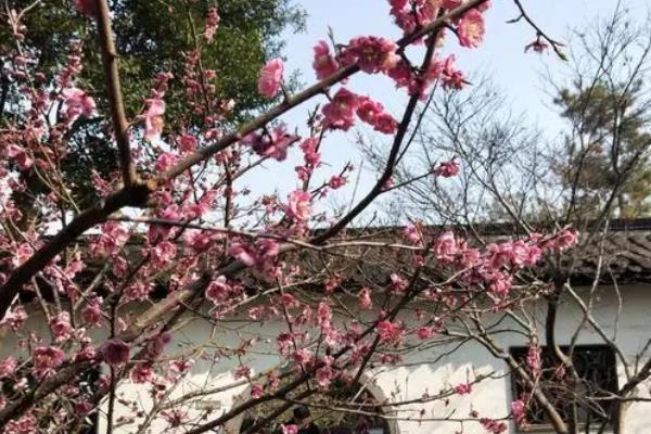 2022扬州何园春季最佳赏花时间和地点