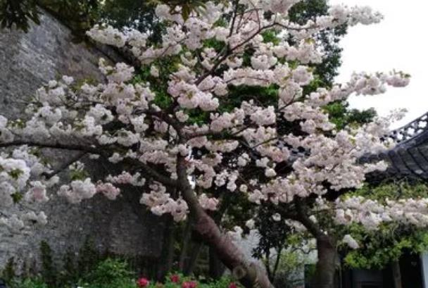 2022扬州何园春季最佳赏花时间和地点