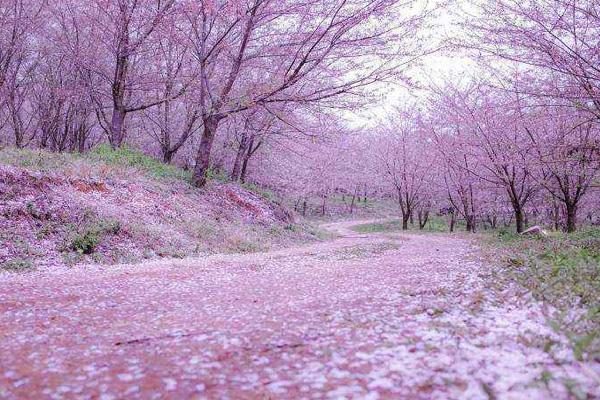 2022仄坝樱花圃黔爽巴士景区直通车线路及票价