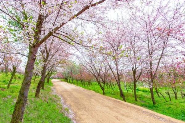 2022平坝樱花园黔爽巴士景区直通车线路及票价