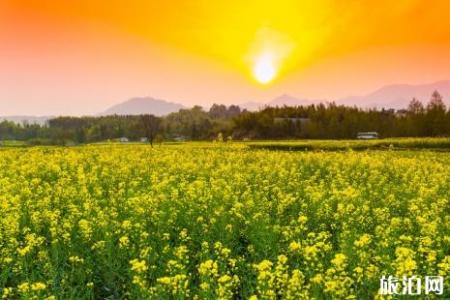 2022年汉中油菜花观赏攻略 附观赏路线和免票政策