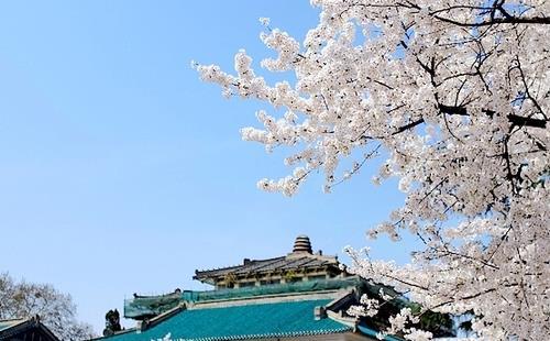 2022年武汉大学的樱花开多久 持续多长时间
