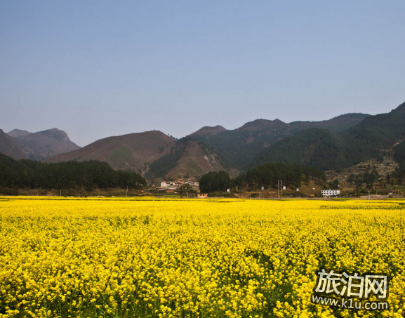 全國油菜花開放時間2022